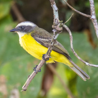 Social Flycatcher